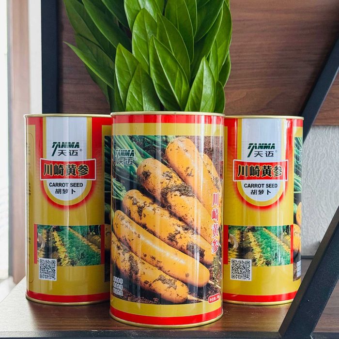 SARIQ SABZI urug'i – Carrot Seed (TANMA)