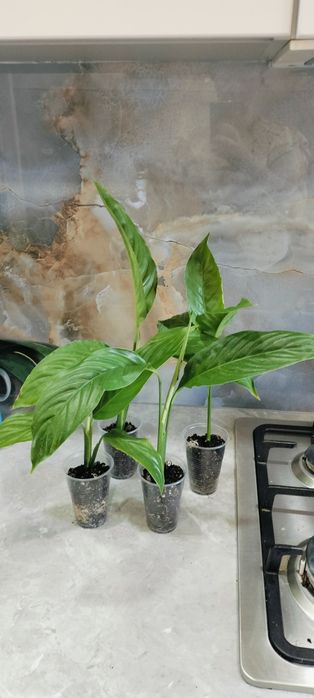 Спатифилум     .