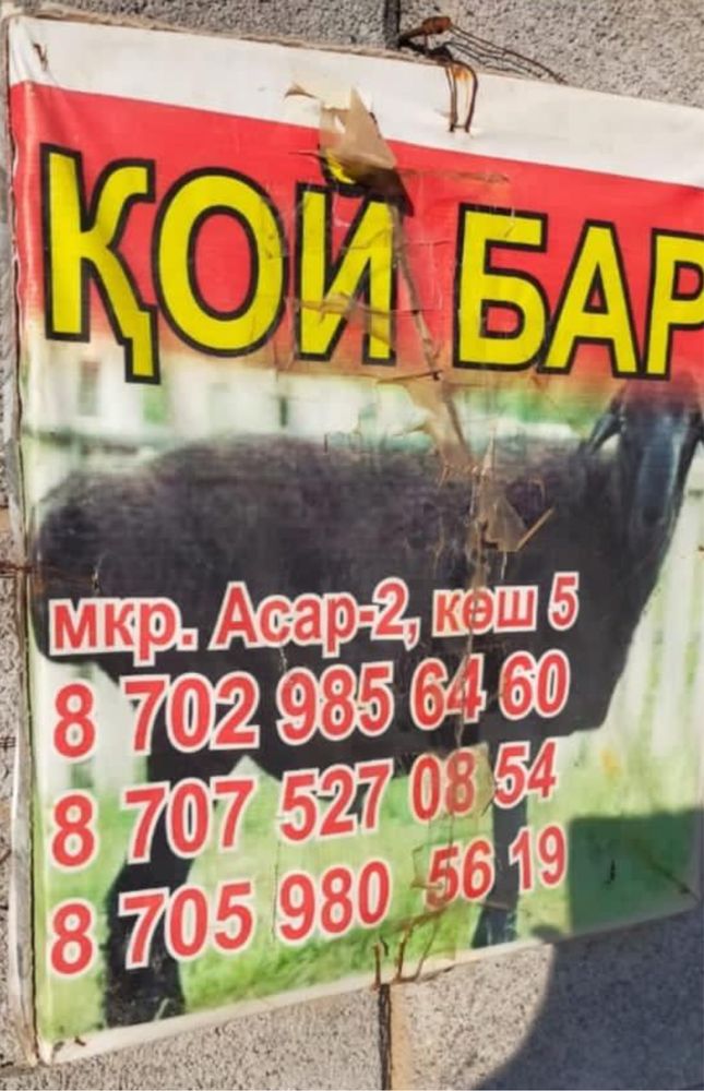 Кой бар баран ест