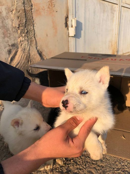 Сибирский хаски щенки