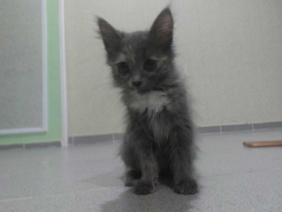 Котенок- девочка в добрые руки