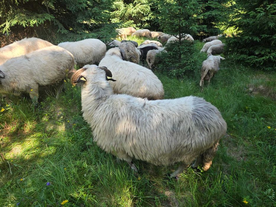 Turcane Breze de Petrosani cu origine