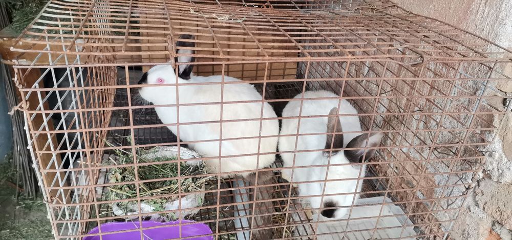 Зайци - 3 мъжки и 1 женски