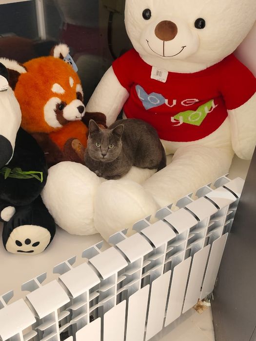 Котик в ответственные руки