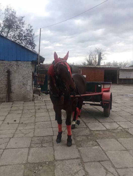 Cal de vanzare