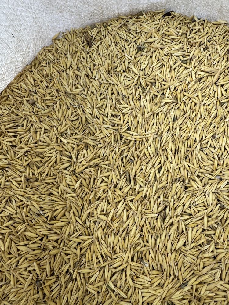 Продавам овес в чували