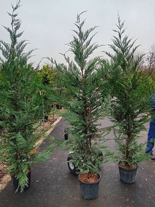 Vând chiparos cupresus leylandi diferite dimensiuni