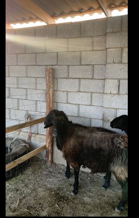 Семіз саулықтар сатылады