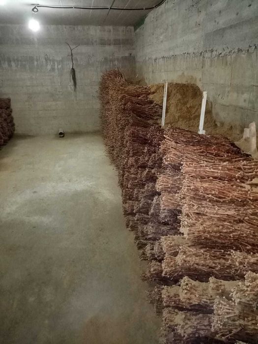 Butasi vita de vie anul 2 soiuri de vin si de masa