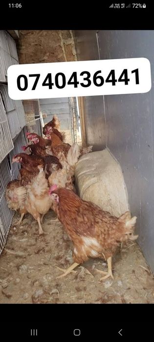 Gaini Outoare livrare la domiciliu