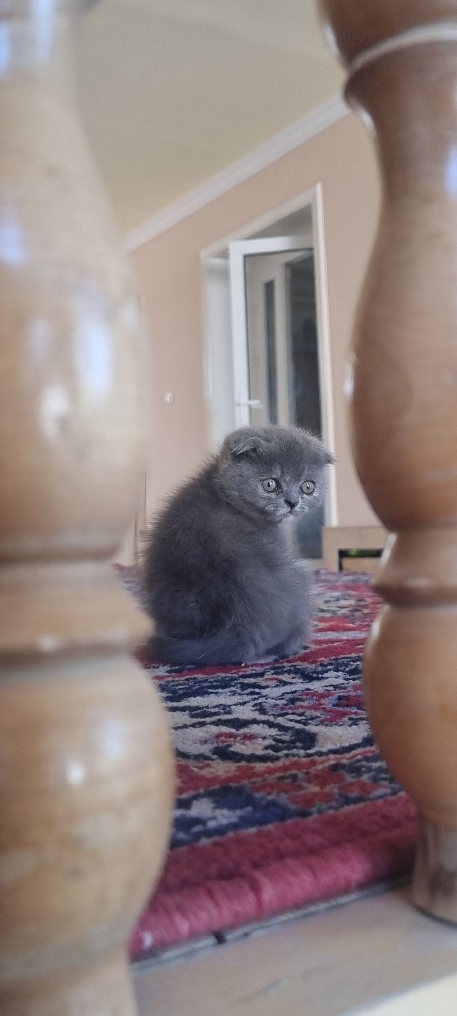Котята продаются