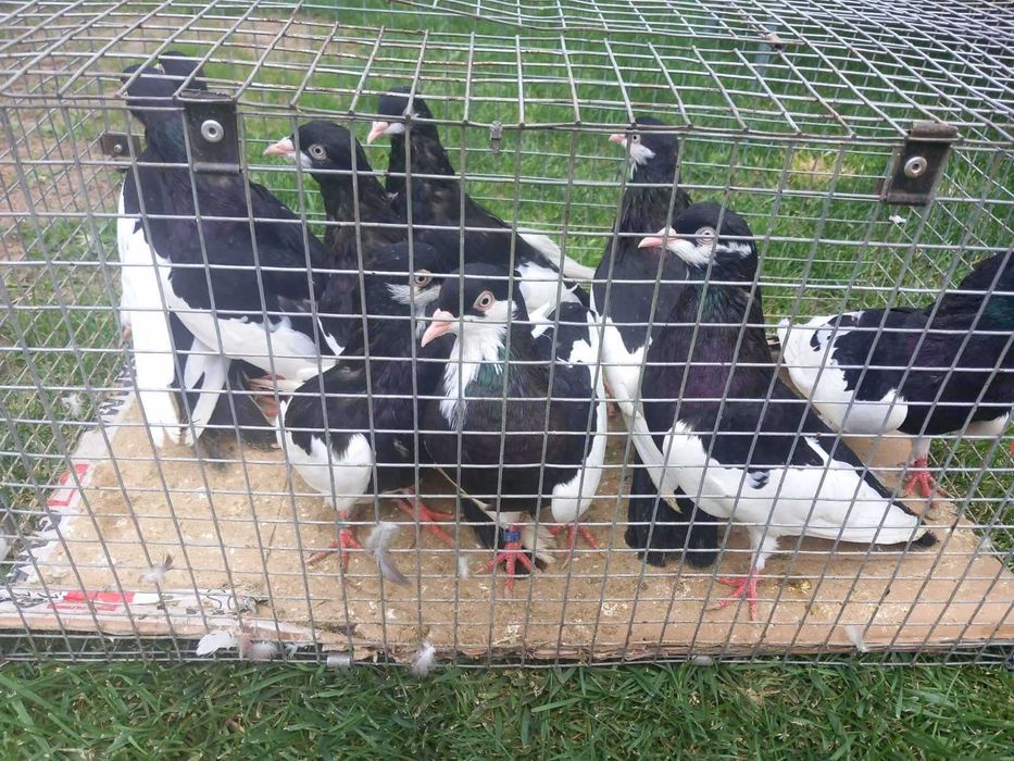 Продавам гълъби град Ямбол