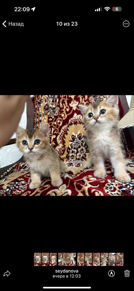 Продаются котятки, золотые и лиловые фолд