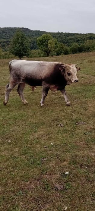 Taur de vânzare  foarte frumos