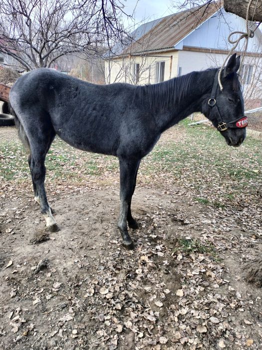 Англараб тай сатылады срочно
