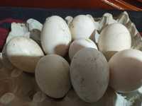 Ouă gâscă consum