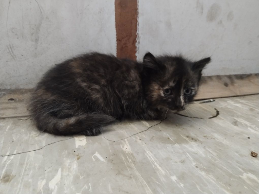 Ищем дом для котят