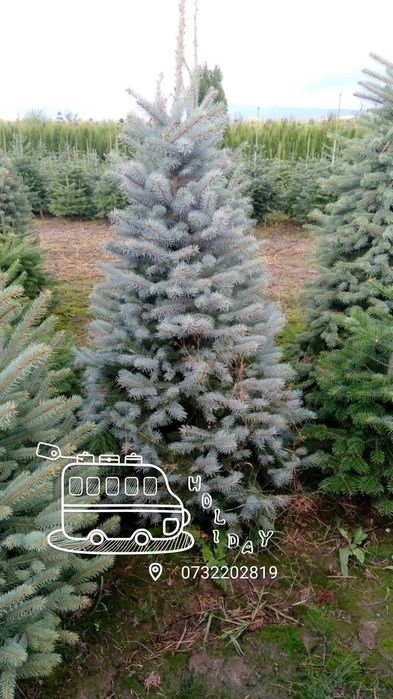 Vând și livrez plante magnolie, trandafiri, Tuia, Platan, mesteacăn