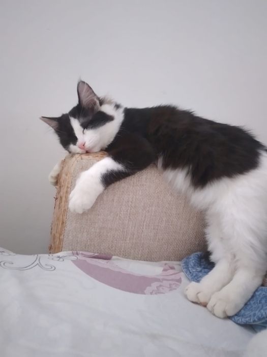 Отдам в хорошие руки