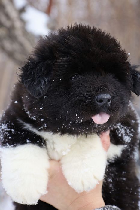 Очаровательные щенки Длинношёрстный Американской Акиты