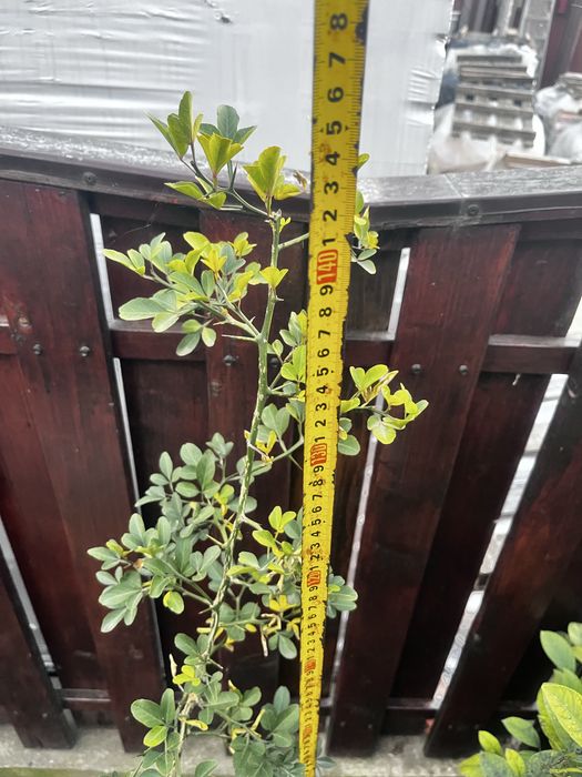 Lămâi trifoliat (Poncirus Trifoliata)