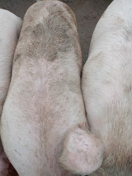 Продавам прасета