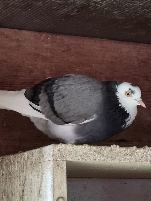 Birmigham rolleri porumbei