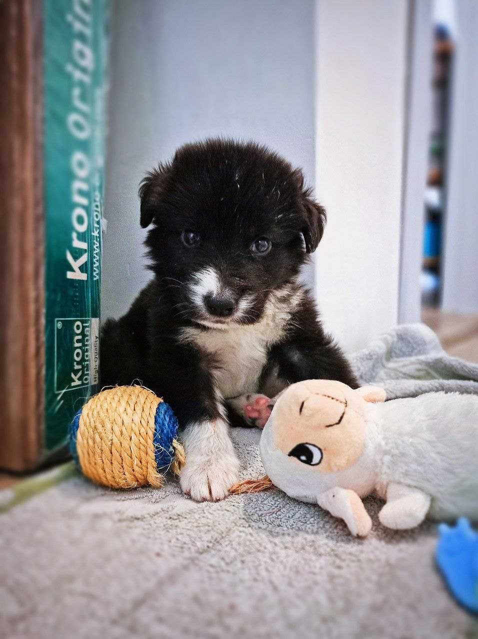 Умно, мило, красиво кученце търси дом