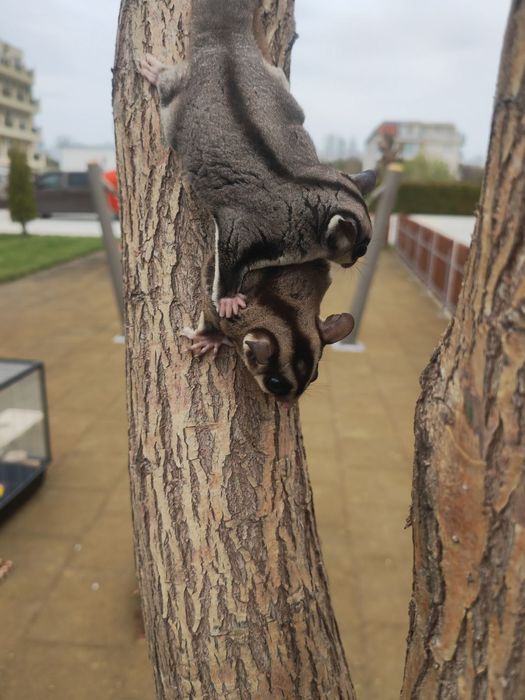 Летяща захарна катеричка