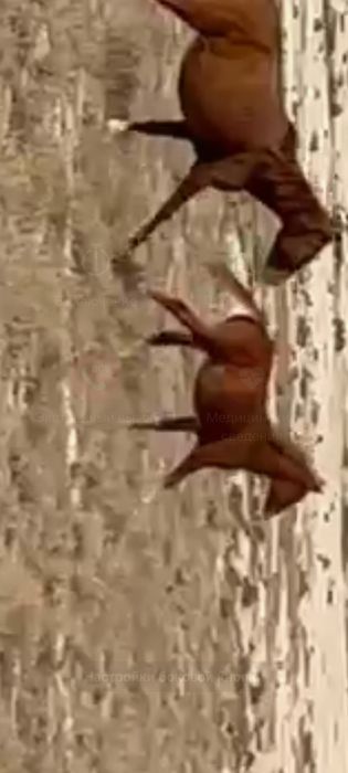 Жабағы сатылады ұрғашы