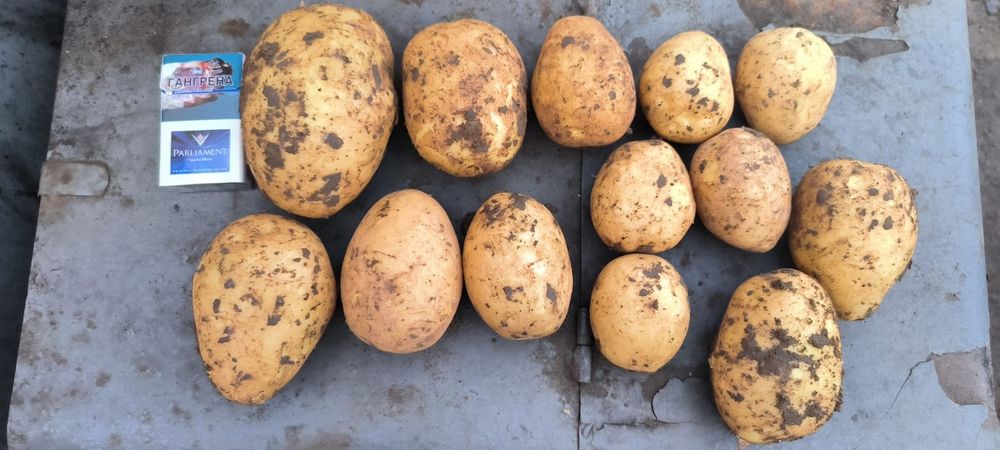 Картофель оптом продам