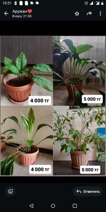 фикус бенджамина ,замиокулькас (долларовое дерево)