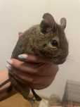 Vand  veverite degu 2 masculi si o femelă