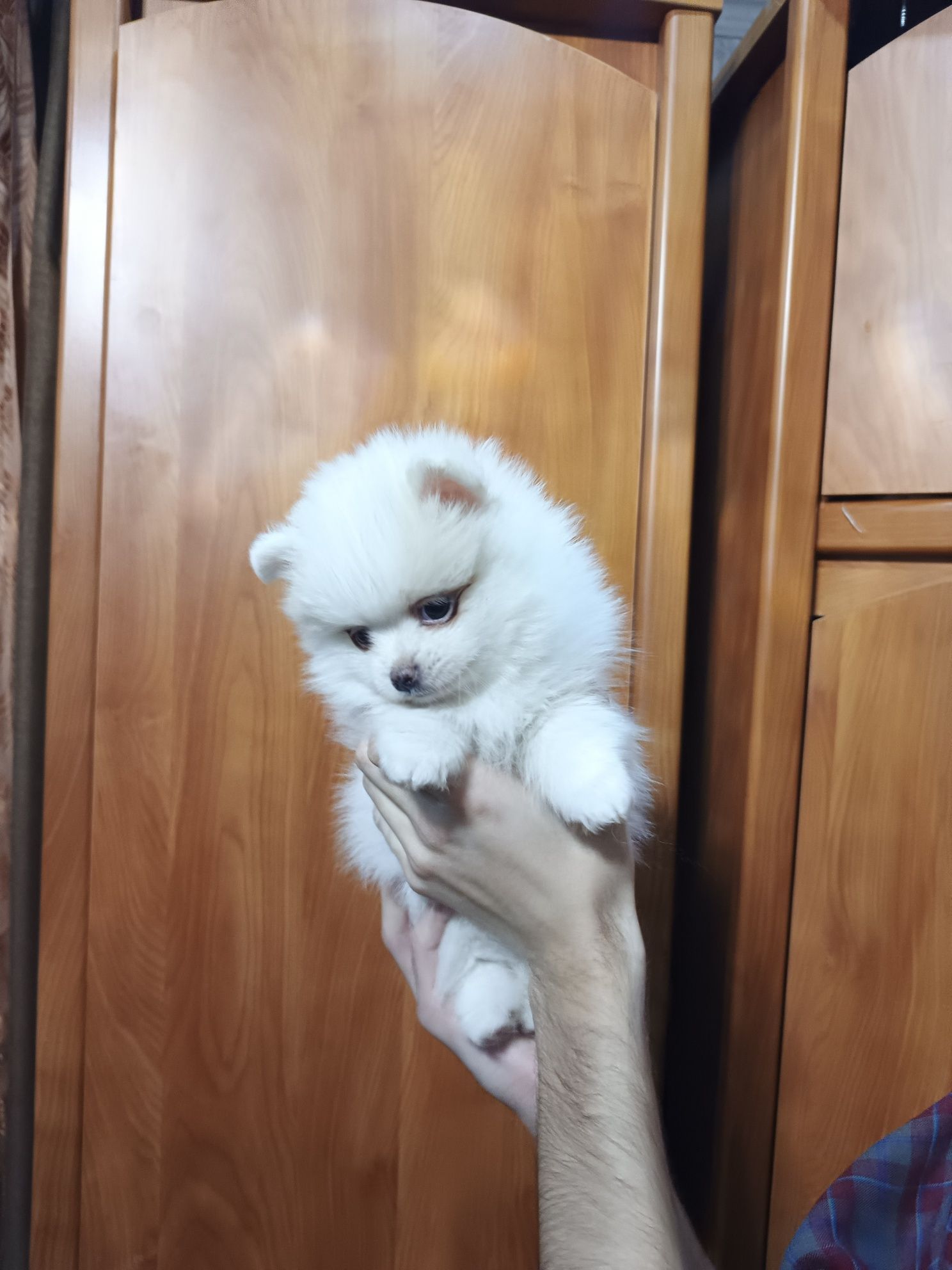 Девчушка померанского шпица