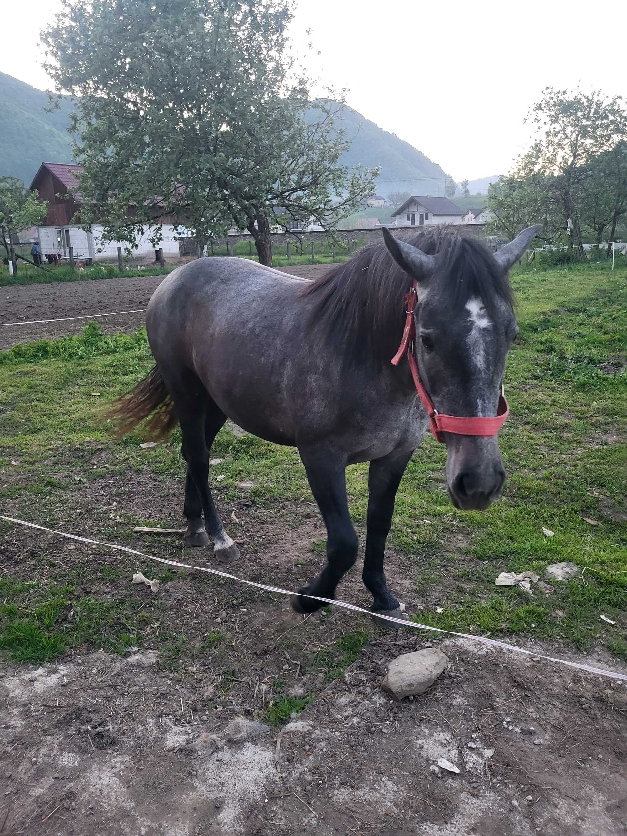 Vând mânză de un an și 10 luni