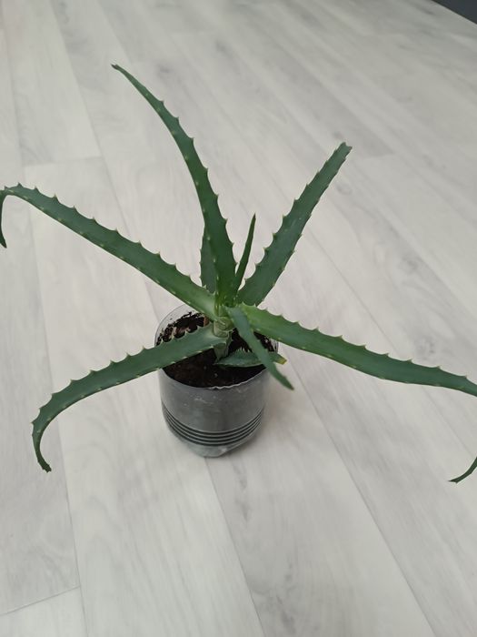 Алоэ продам недорого !