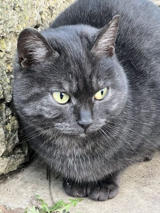 Кошечку в любящую семью!