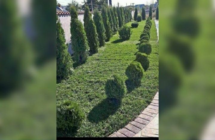 tuia smarald forma piramidala