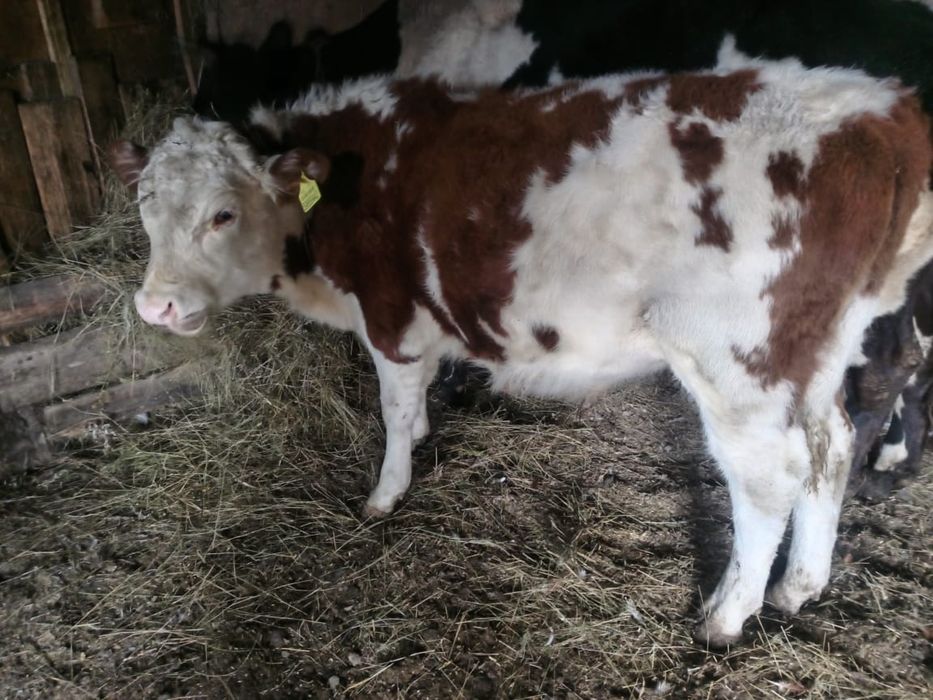 продам бычка, 2025 года