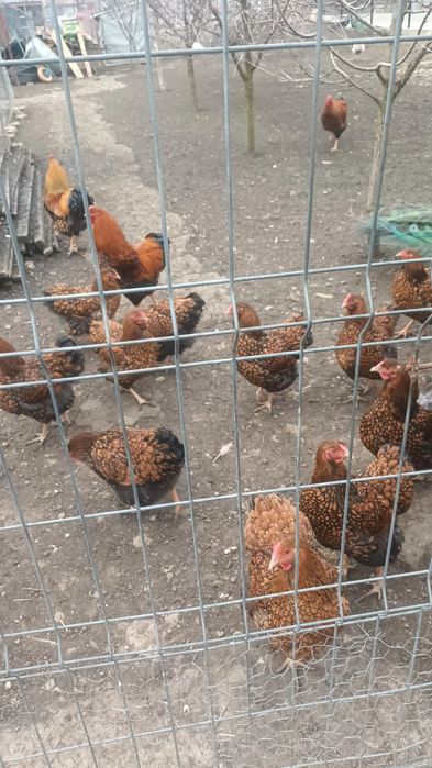 Pauni si gaini wyandotte portelan si gsg