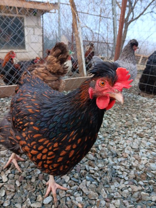 Oua pt incubat de la pasarile din imagini