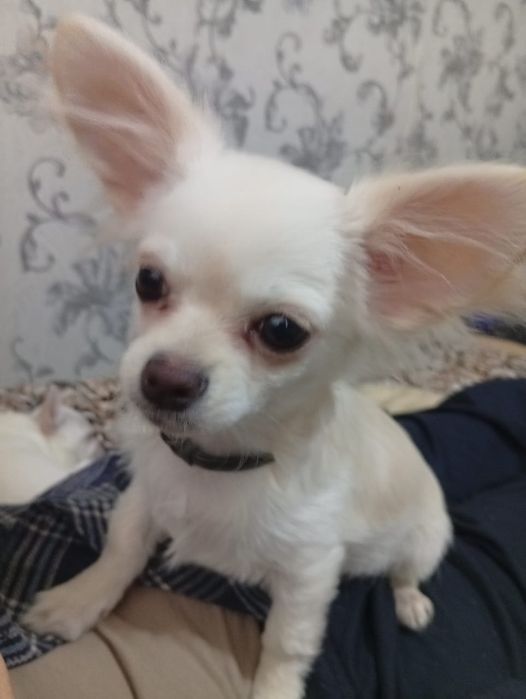 Чихуахуа мальчик