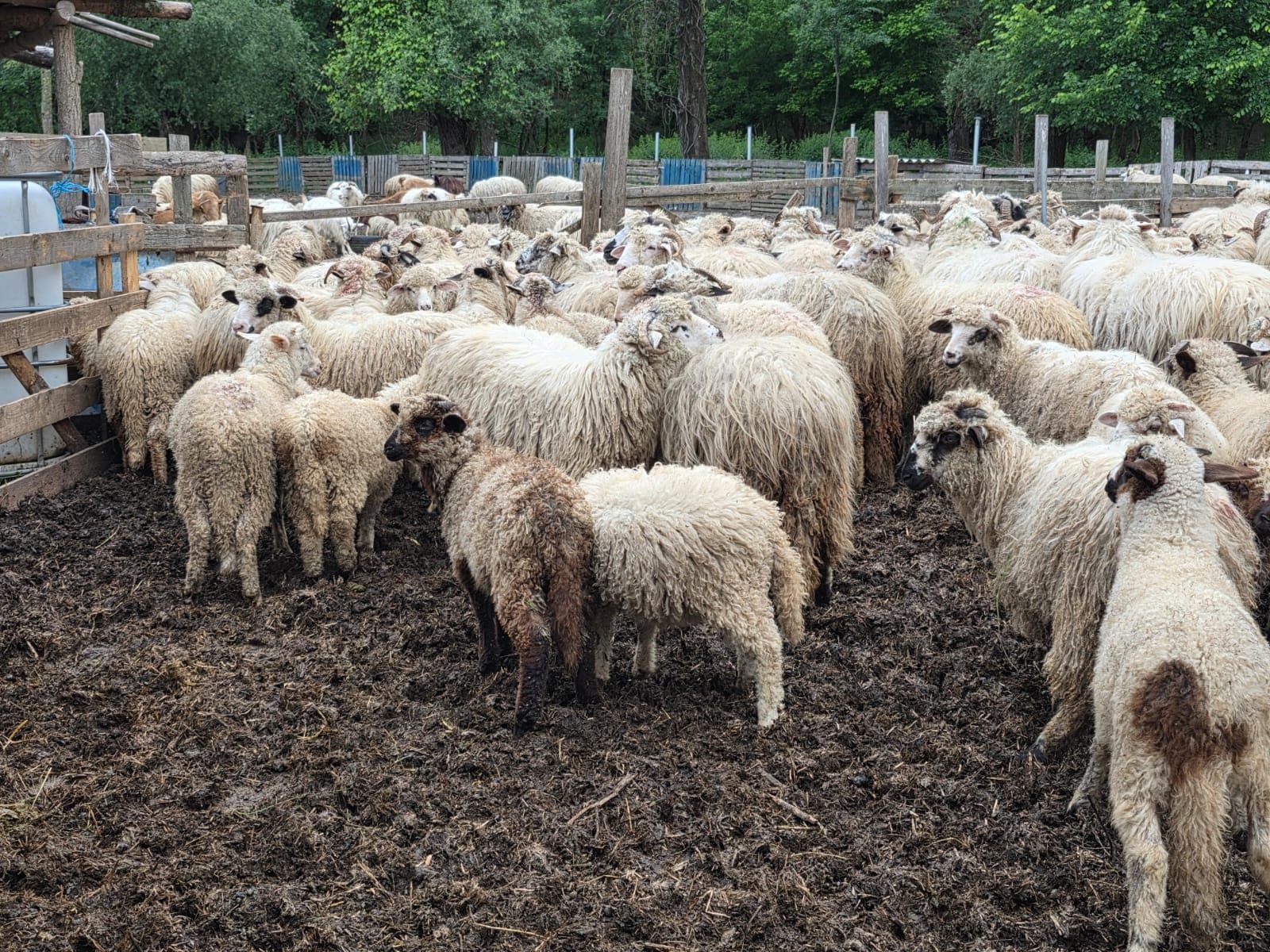 Vând Berbecuții Anul accesta  mai multe detalii la Nr de Tel:074740997