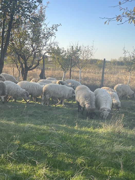 Oi turcane si carabase