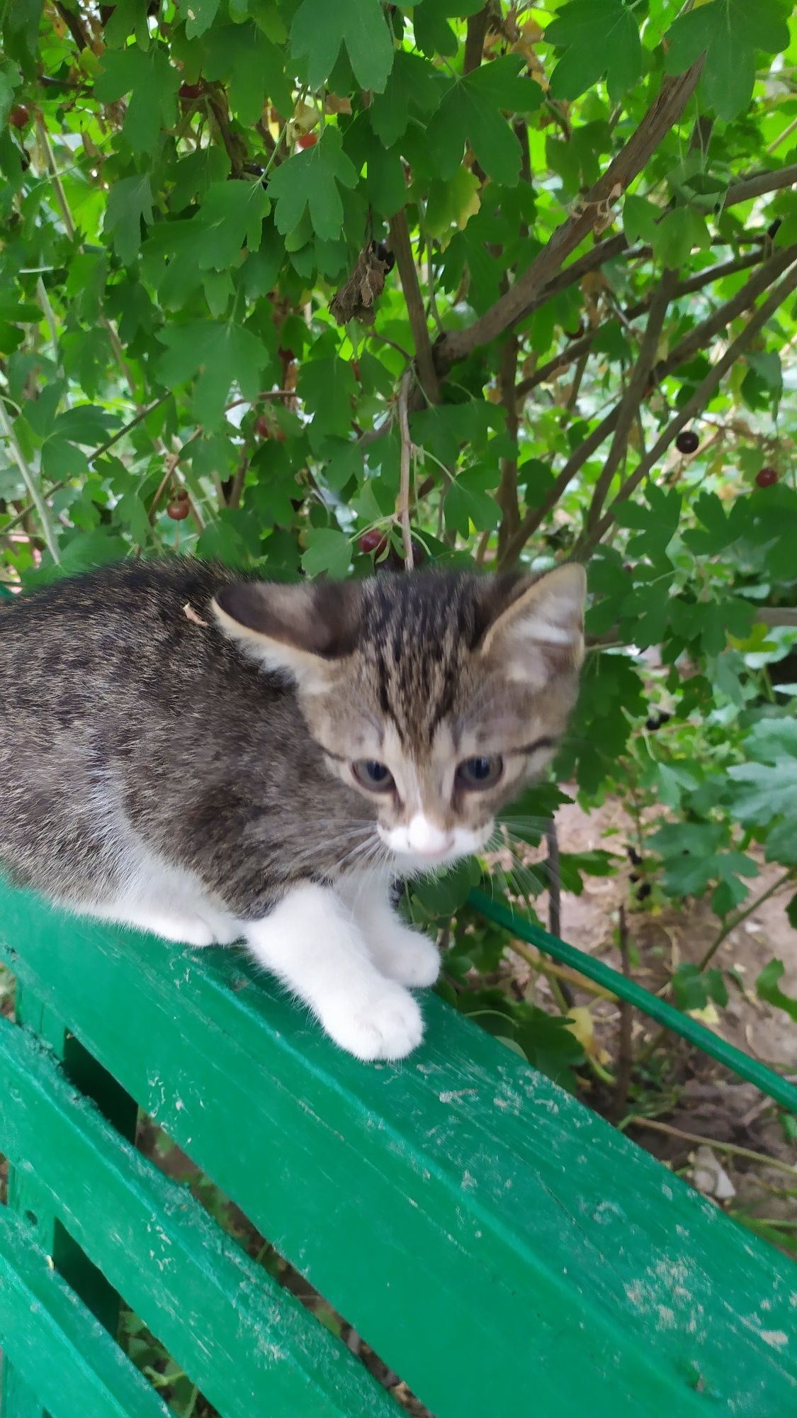 Котёнок, мальчик, 2 месяца. Чирчик.