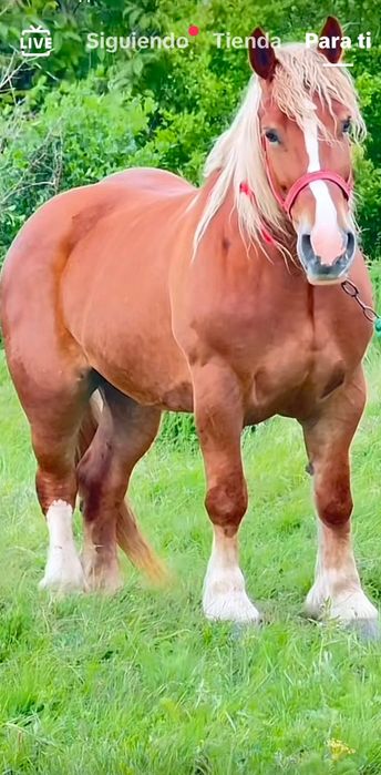 Se vinde mânz si doua iepe