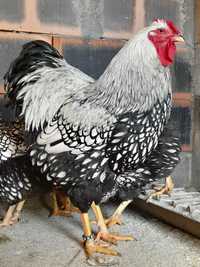 Vând pui si oua din rasa Wyandotte Argintiu și Australorp Albastru si