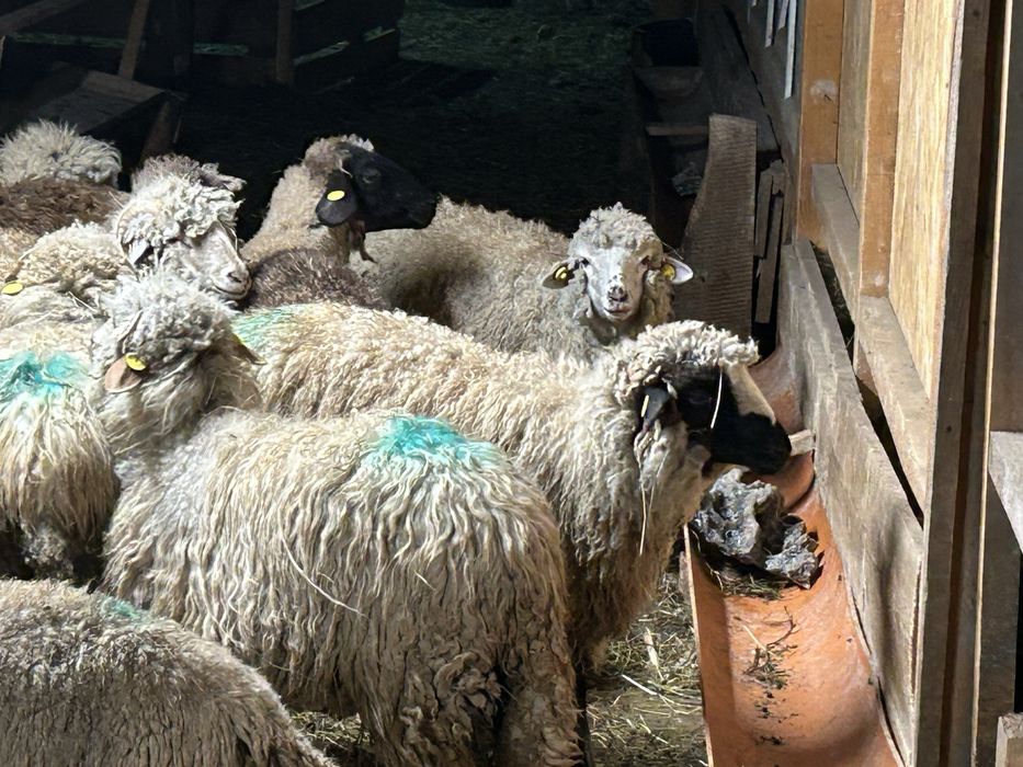 Vând cârlane 29 bucati