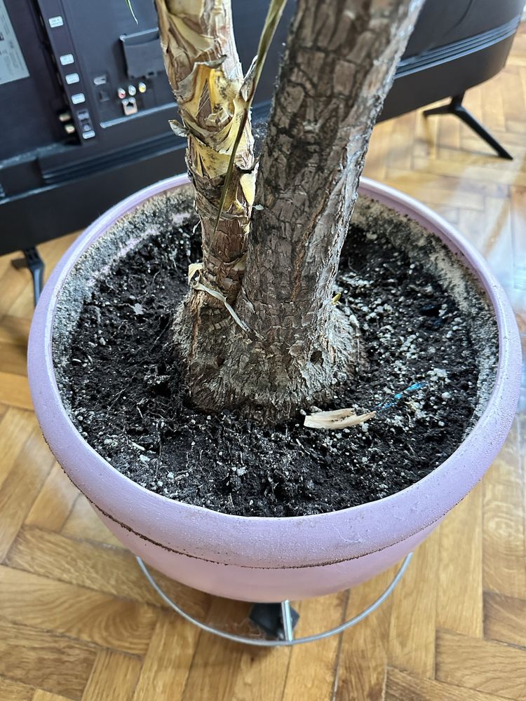 Vand planta ornamentala Yuka, 210 cm