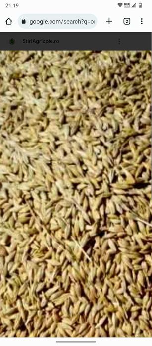 Vând orz 2025 pericei